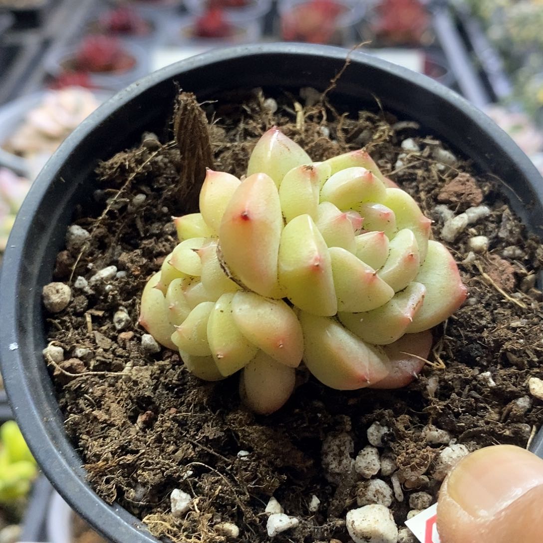 1361不知名杂交双头