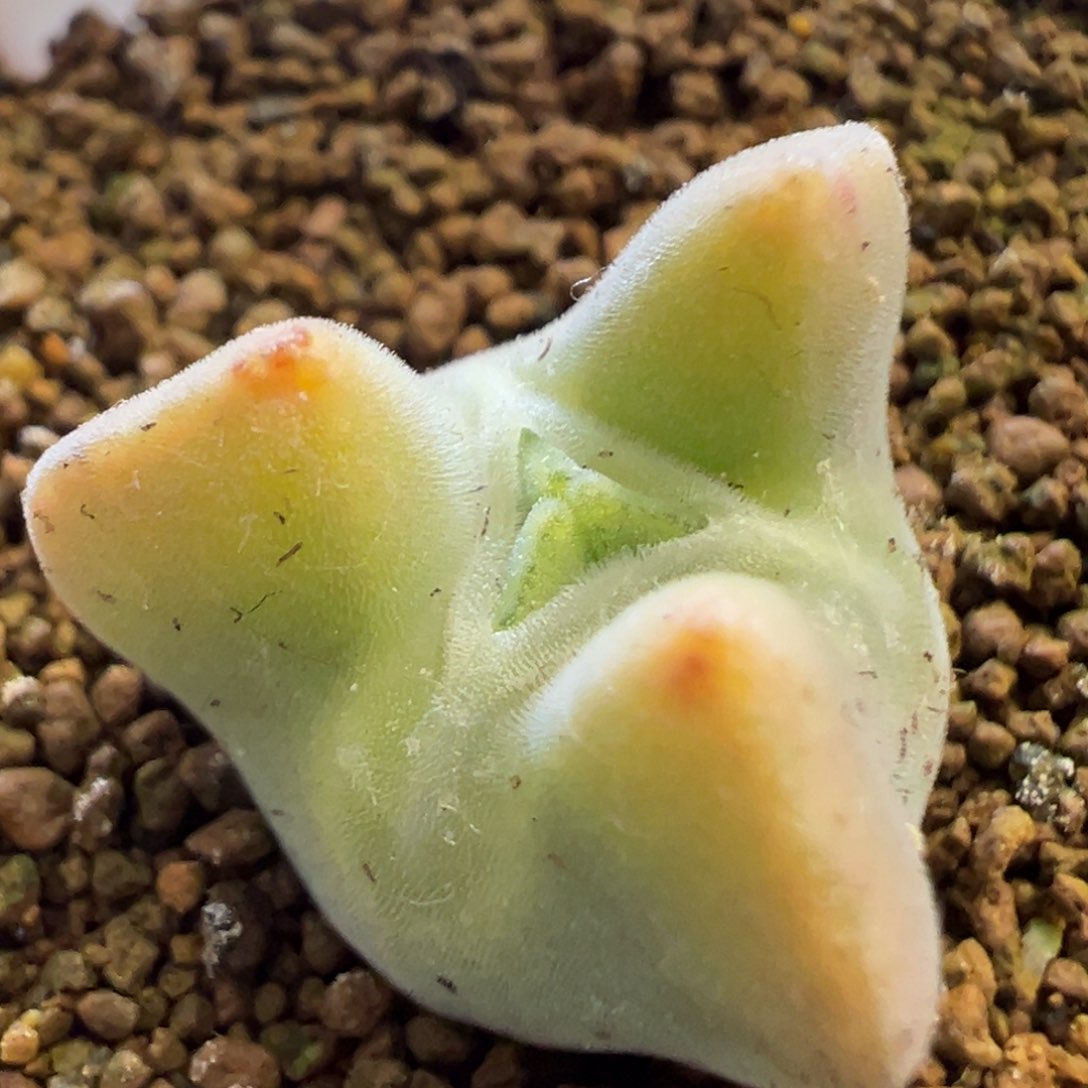 奔驰空蝉 连续两年奔驰 特征 肉锥植物