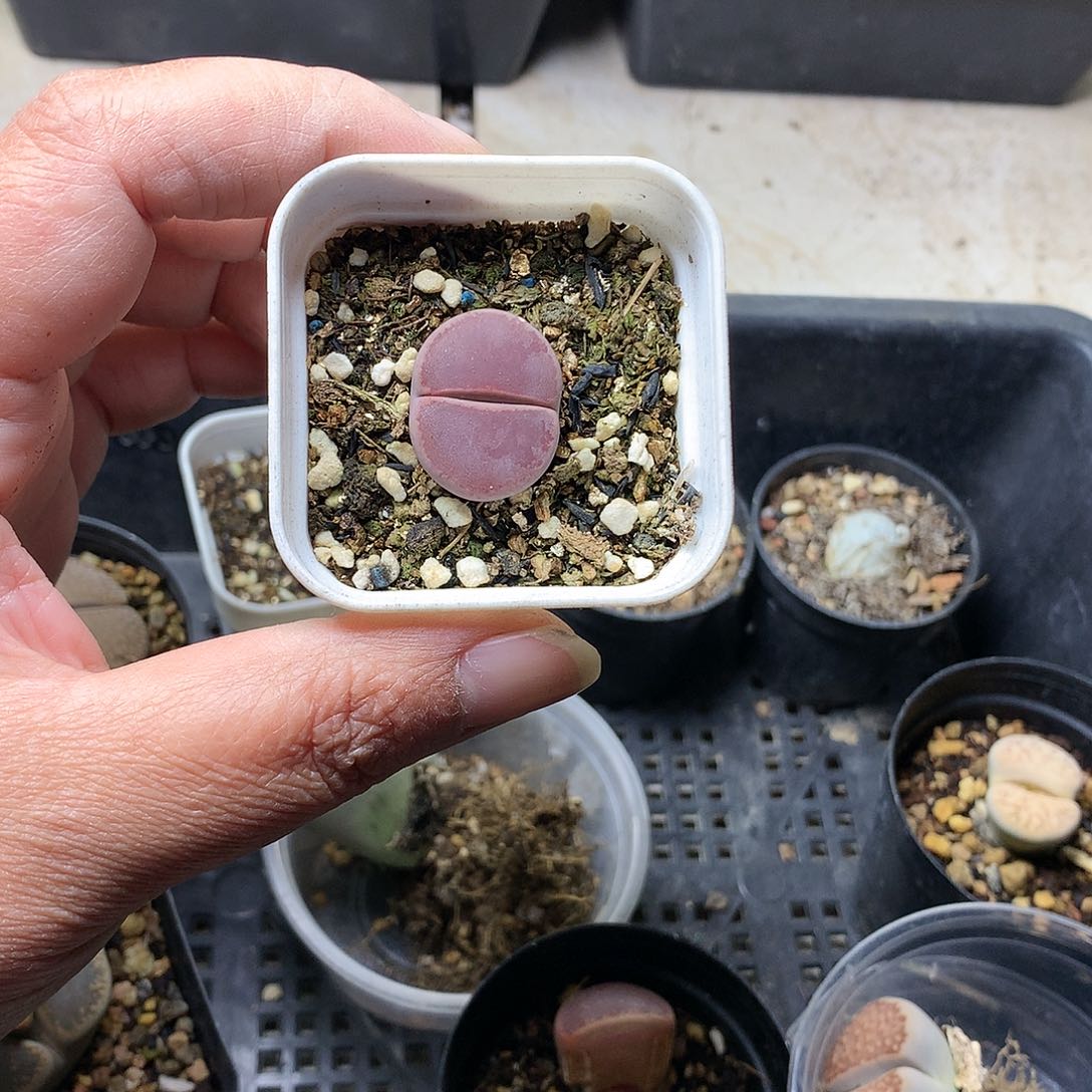 T*yK354多肉植物保护