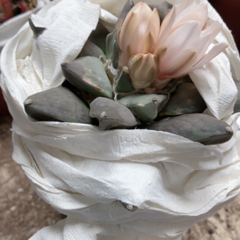 淹牡丹仙人球35米仙人球