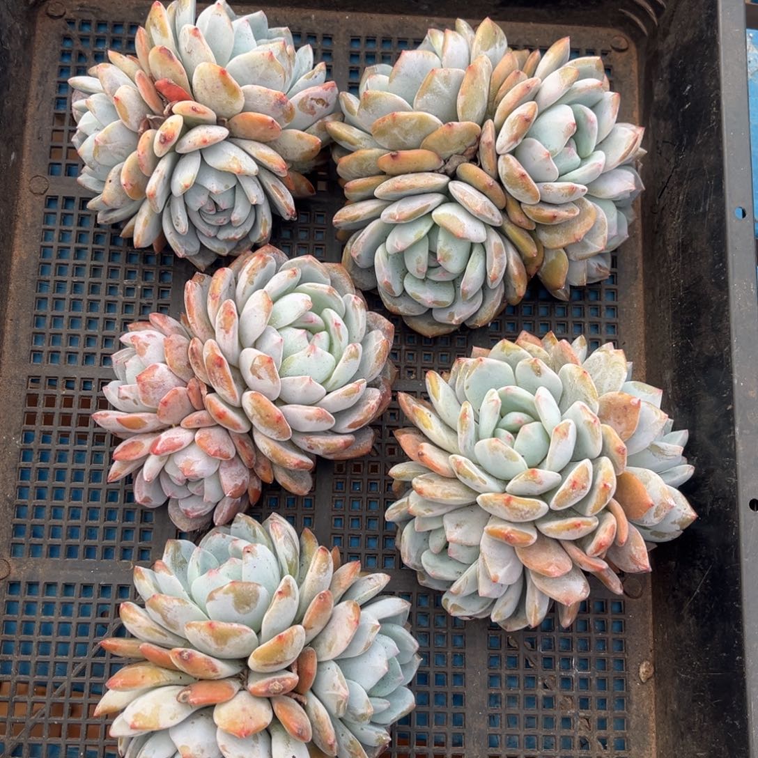 170号新疆西藏内蒙古不包邮