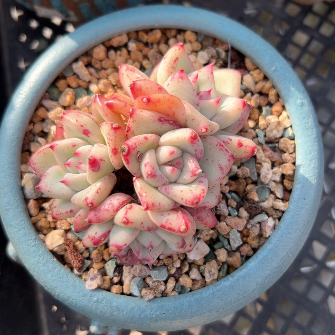 白拉糖（满38包邮）多肉