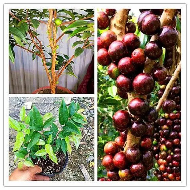 一物一拍，9-20年沙巴水果果树盆栽水果树盆景