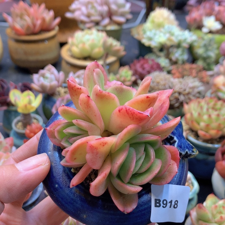 一物一拍含盆土满38包邮B918