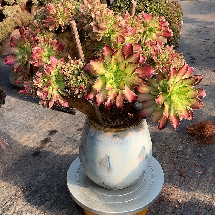 韶华朵朵脱土发货啊