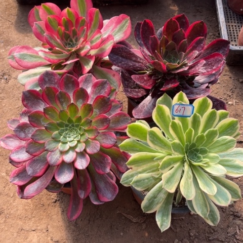 617多肉植物组合