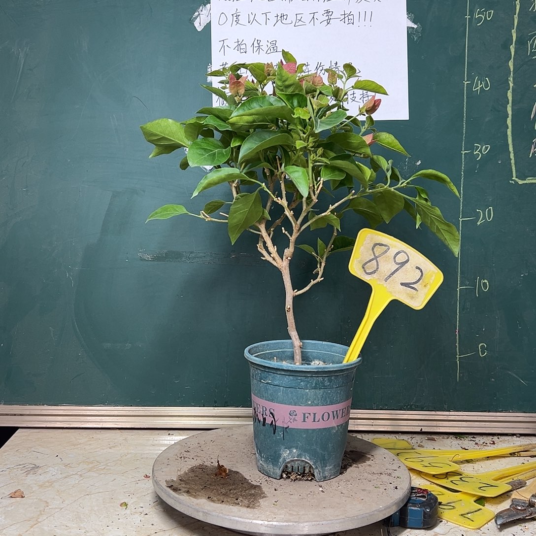 完全开放天鹅绒大咖啡892