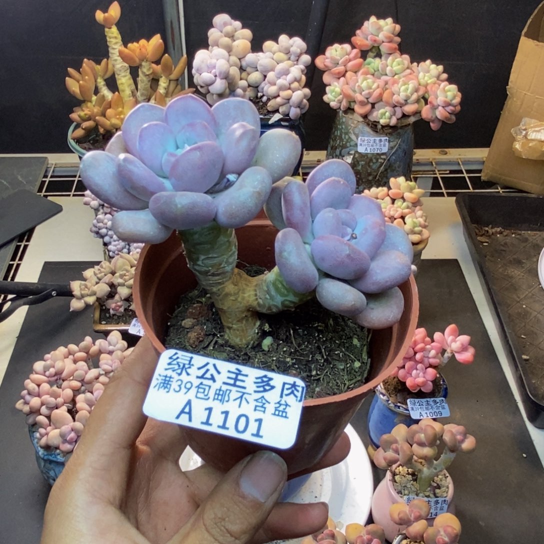 101月美人多肉7cm