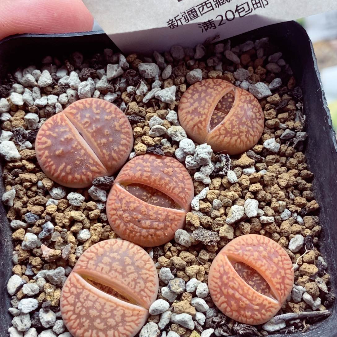 我的小姐姐们都是185