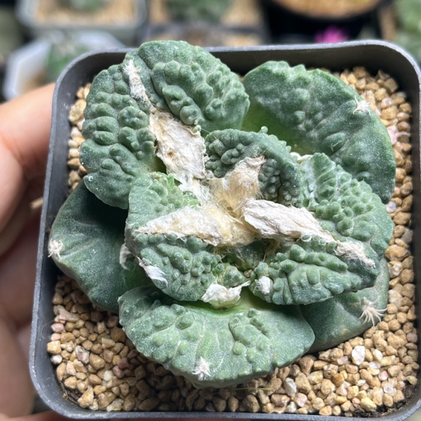 木南 哥斯拉牡丹背窗大波浪叶 实生苗接自根牡丹6.3cm 带盆发货