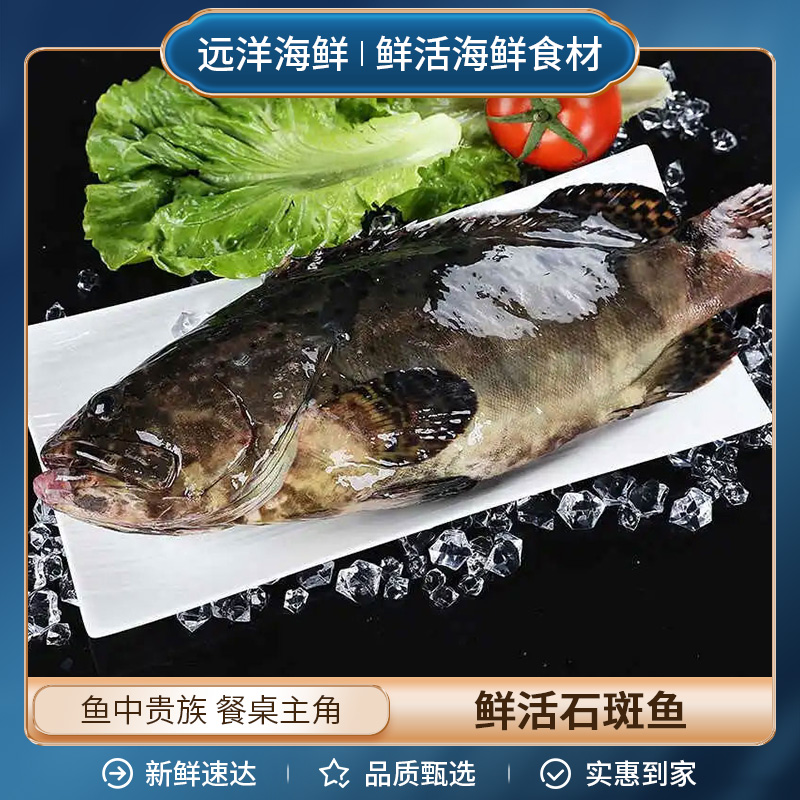 鲜活老虎斑鱼石斑鱼 一条约550g-750g