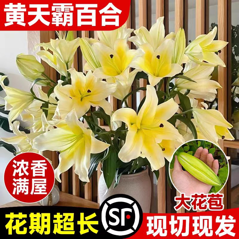 顺丰包邮【A级黄天霸】香水百合花鲜花家用插花云南基地直发水养