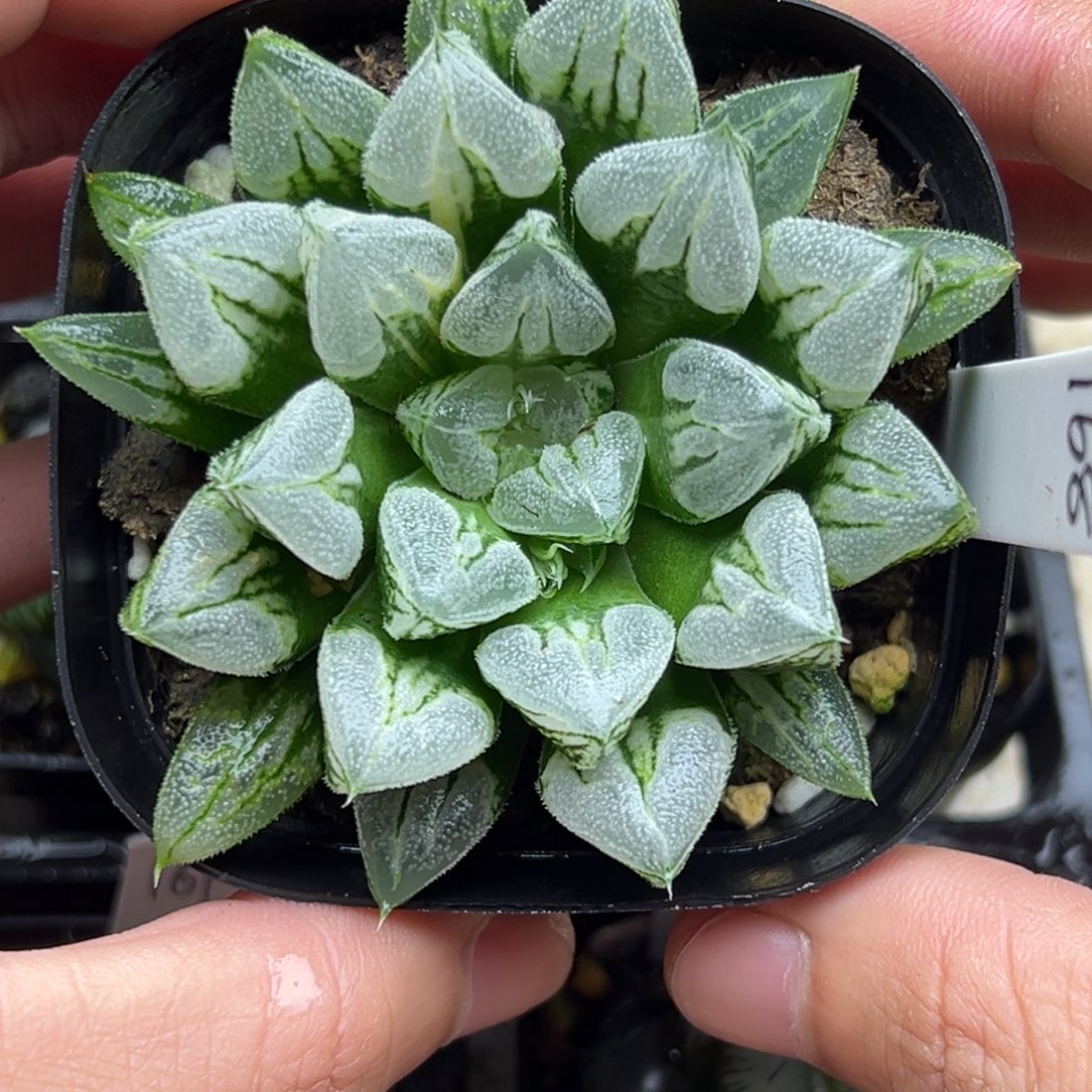 168爱心寿锦一物一拍