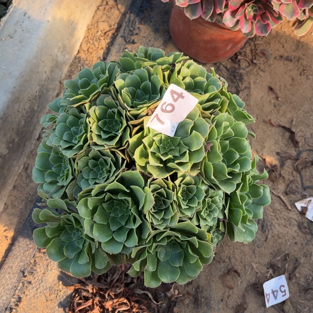 绿杨蓉764不包断枝