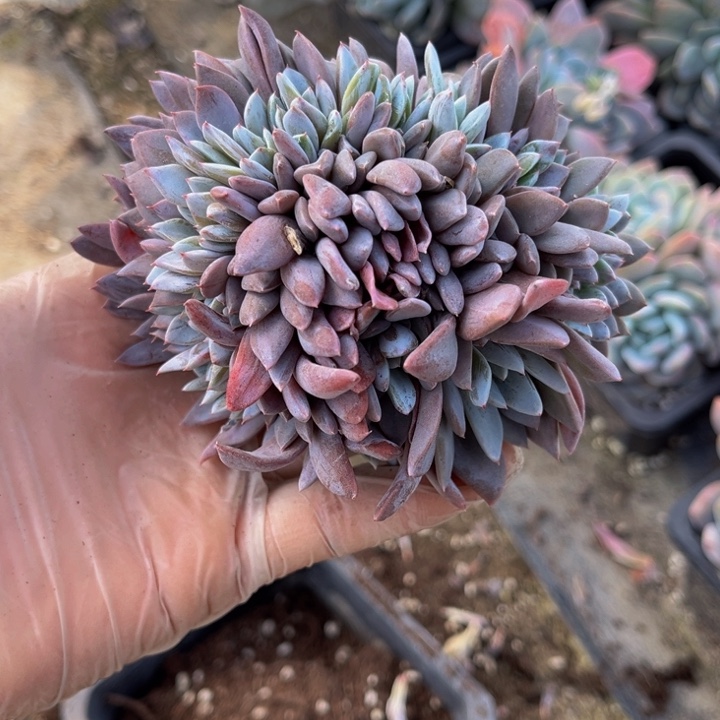 小**张银天女缀一颗