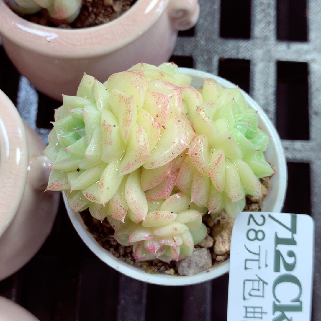 5厘米盆精控多肉712