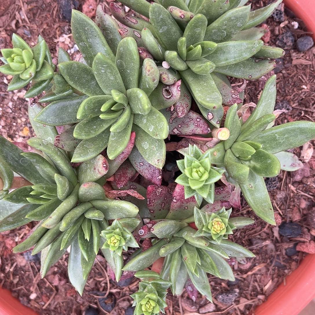 绿拇指杂交大群老桩