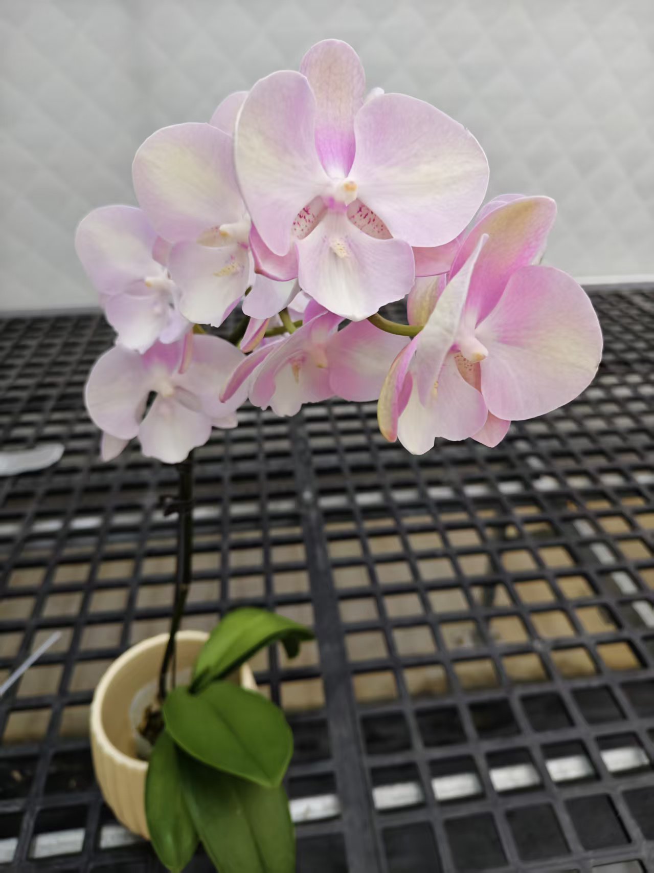 蝴蝶兰【威尼斯3/3】鲜花盆栽室内观赏花花佛山基地直发好养易活