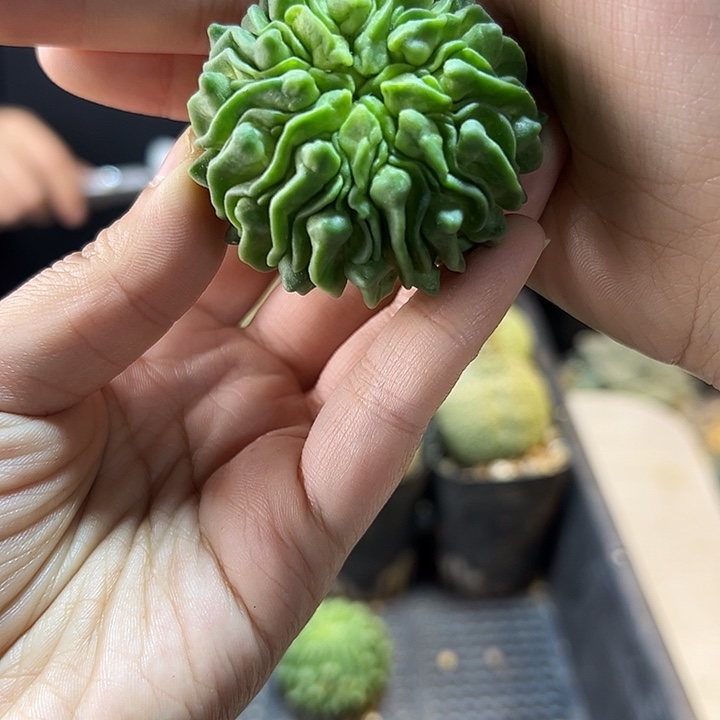 蝌蚪球无根4.2公分1颗