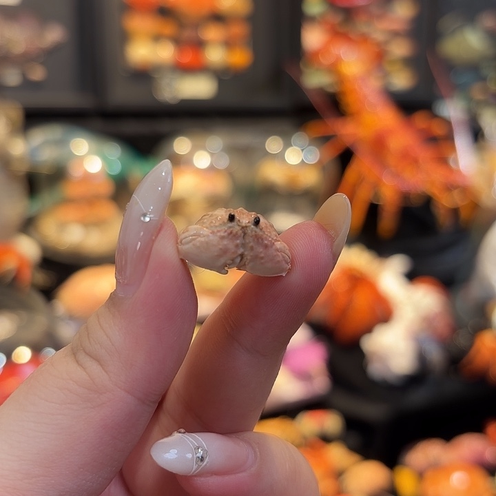 真实迷你逍遥馒头标本