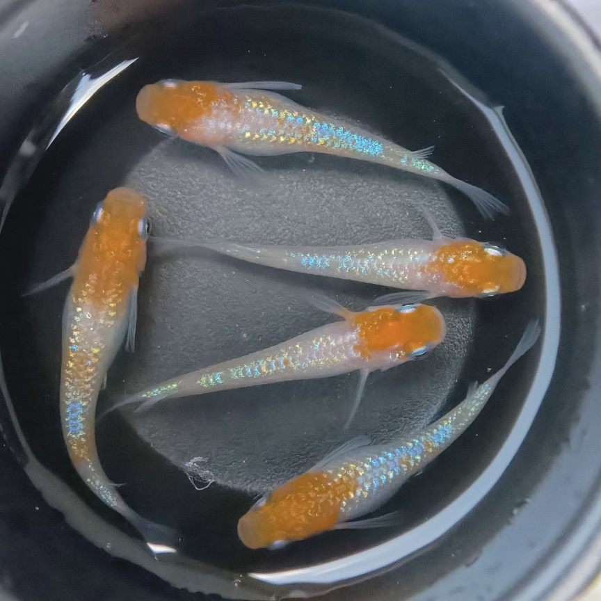 王华 观背青鳉小型迷你观赏鱼不打氧冷水广温鱼好养古法缸睡莲缸