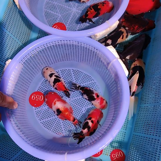 黑***冰金鱼059兰寿四条特价顺丰包邮