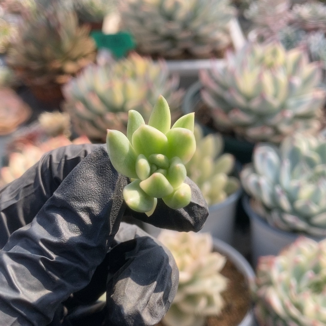 生****光105东云杂锦锦锦锦锦锦