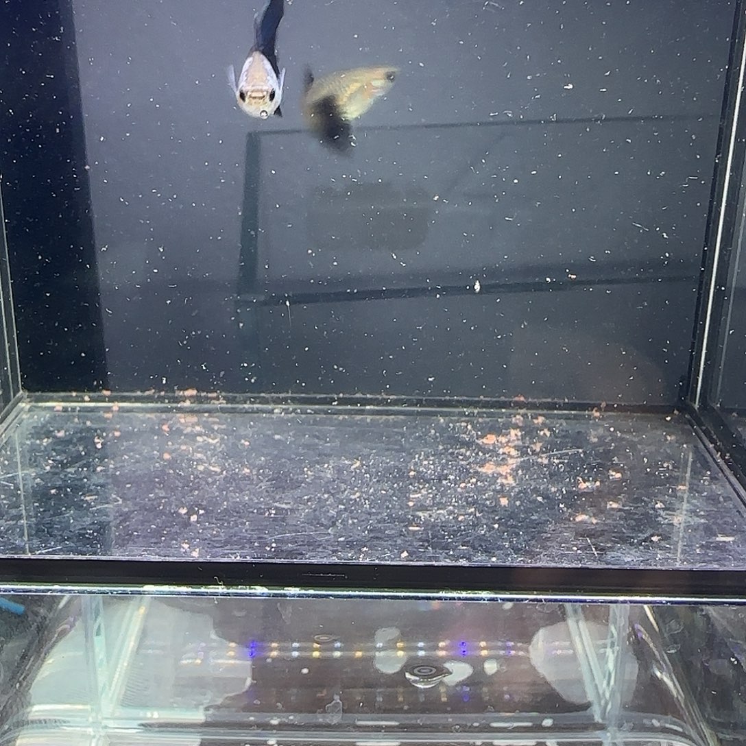 孔雀鱼艾尔银蓝尾一对