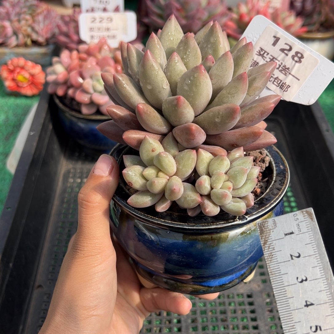 表妹精品多肉植物128.