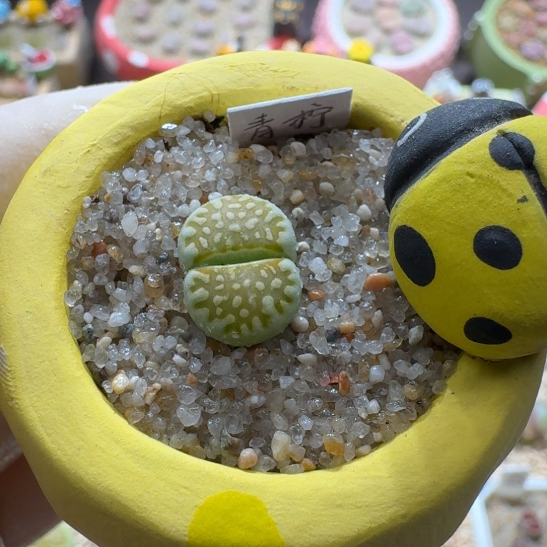 0927-08连盆带花青柠