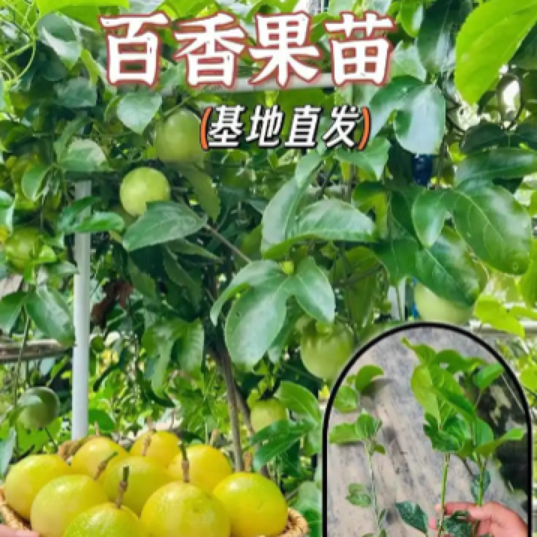 黄金百香果 纯甜无酸嫁接苗 可盆栽地种