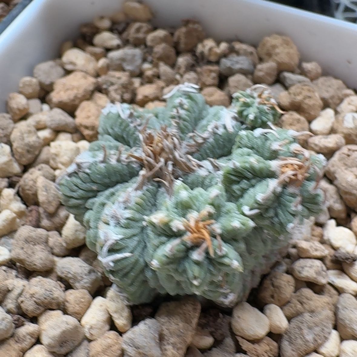 【闪购商品】花笼浮力呵呵呵呵