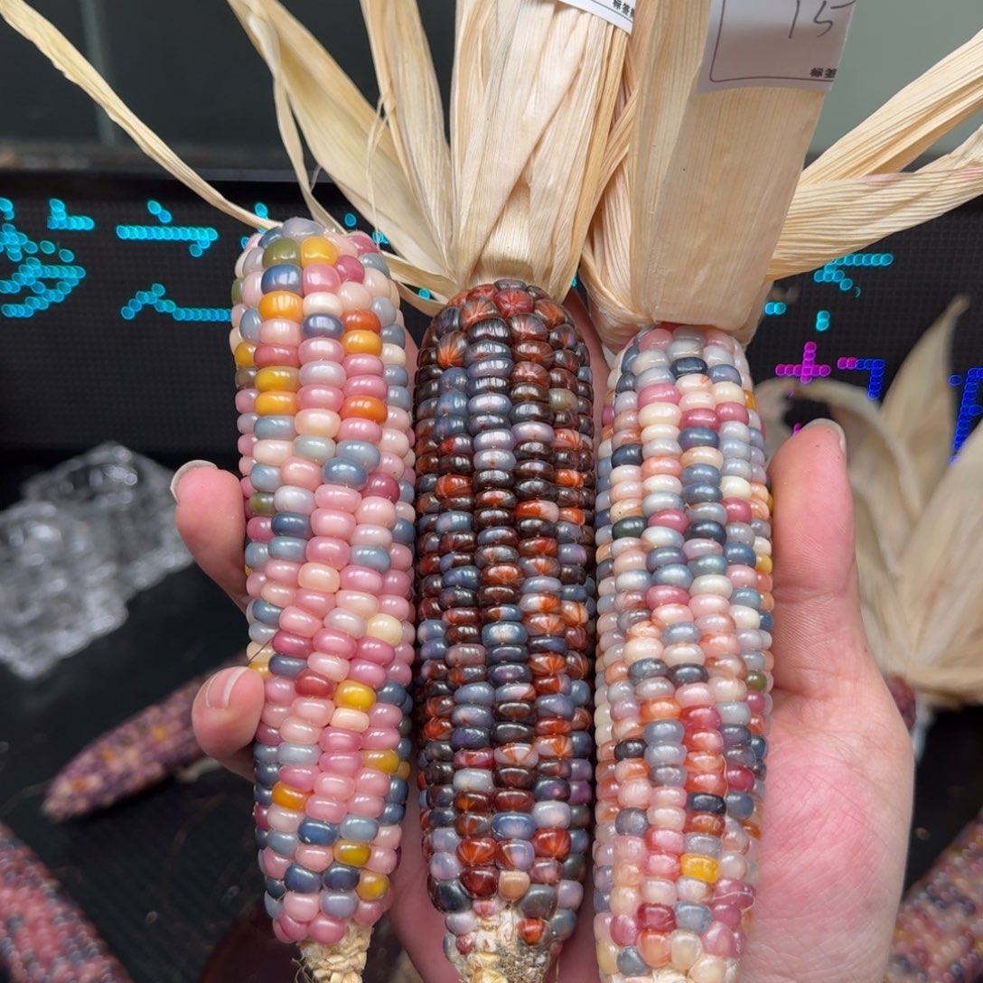 柏香籽/百香籽吊坠雨**步