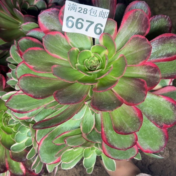 6676南花妖多肉植物