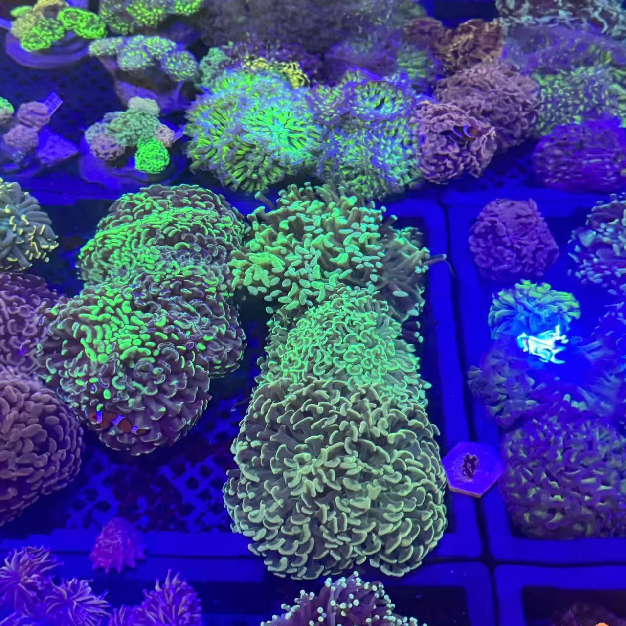 「新奇宠物」榔头珊瑚猪腰珊瑚飘逸草皮草皮珊瑚提色一物一拍