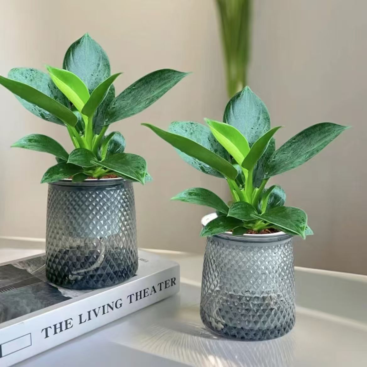 【拍一发二】大叶金钻绿公主室内懒人绿植盆栽办公室四季常青土培