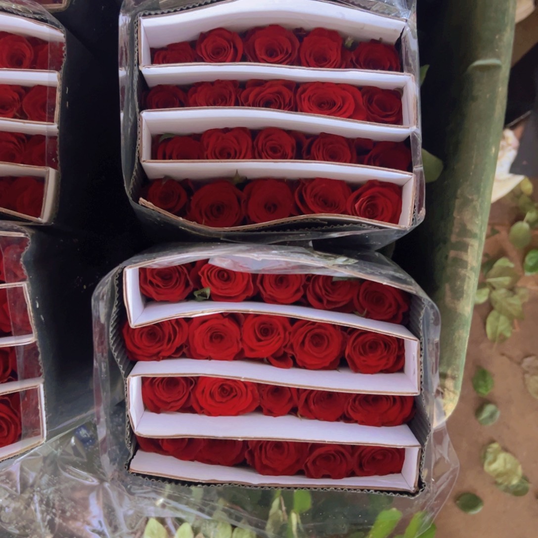 高原红两扎顺丰包邮秒杀