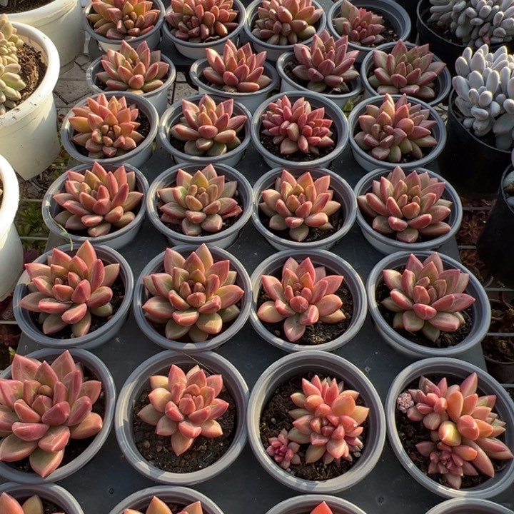 新疆包邮 迷雾泡泡单头