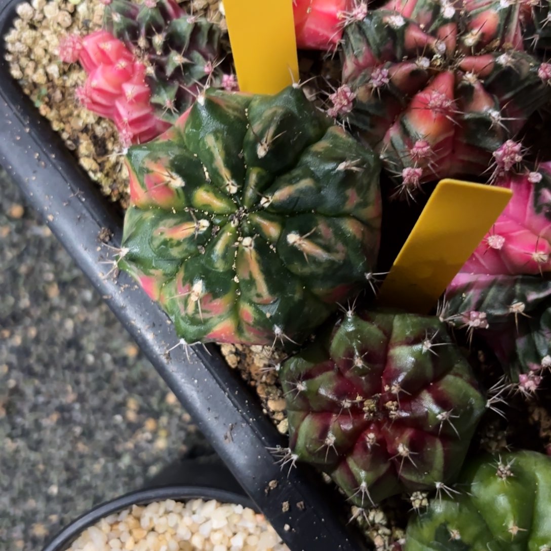 L622-1210泰国发货 