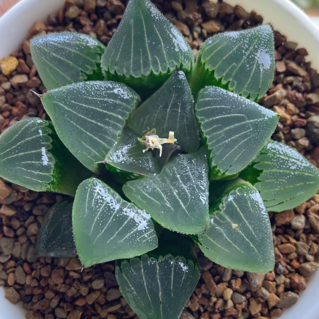 9.十二卷多肉实生背窗克。    