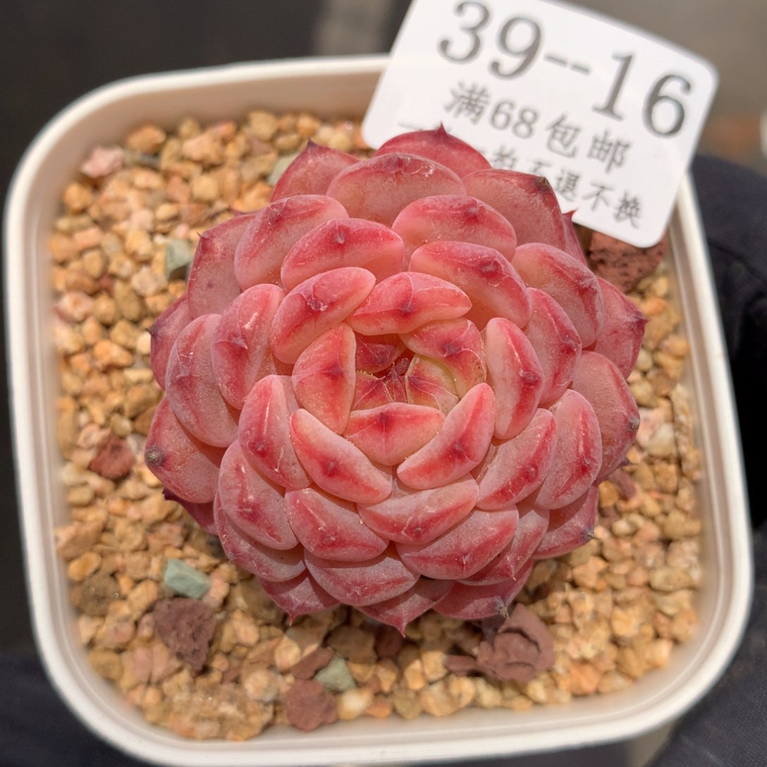 16。哈尼。4cm糖心多肉。