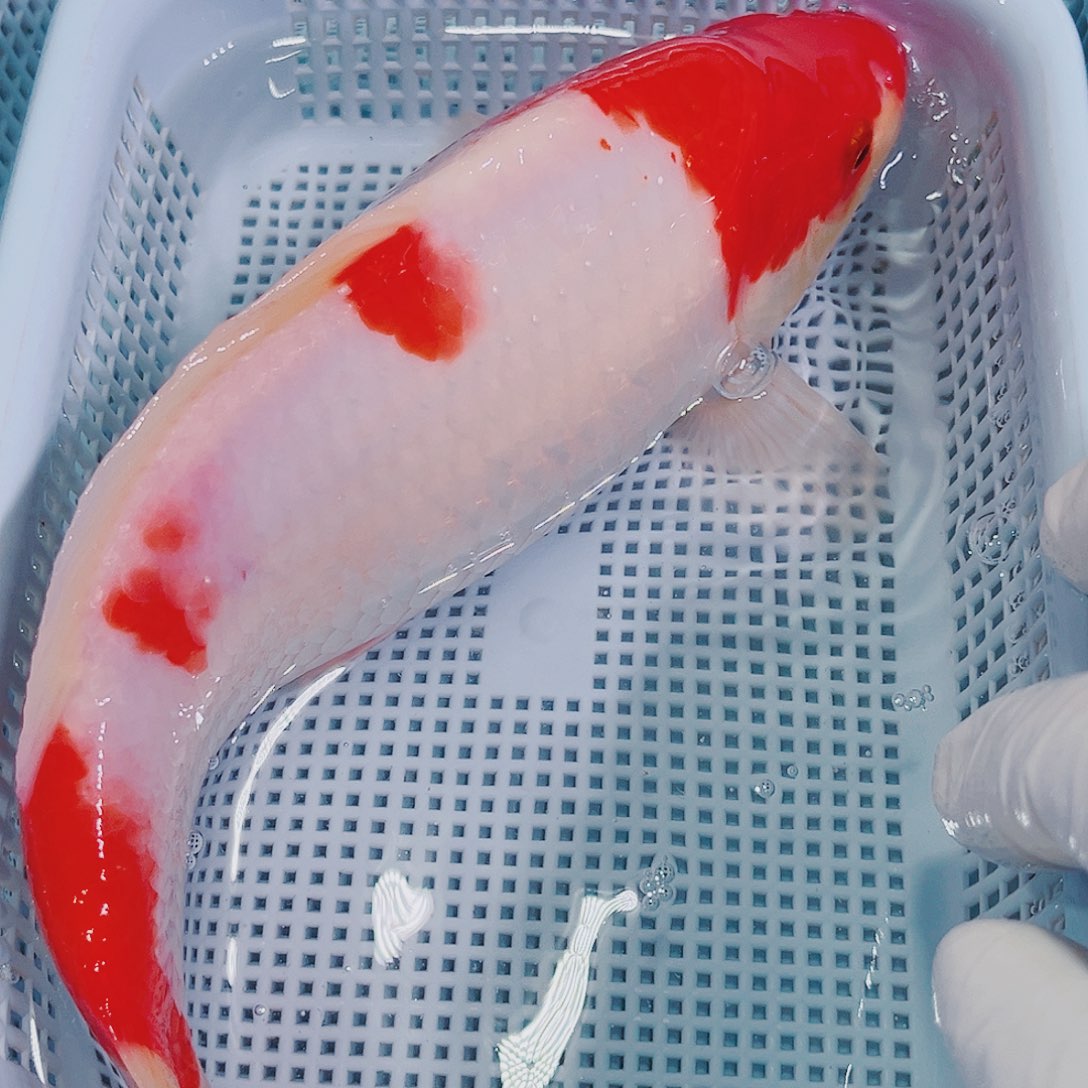 锦鲤锦鲤冷水鱼观赏124