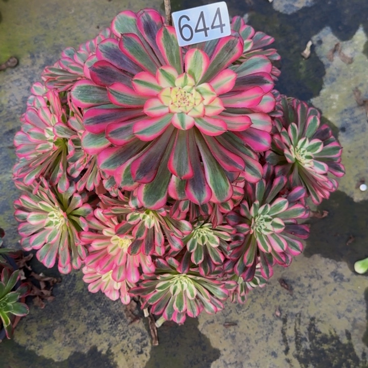 用***000000000000644红彤白