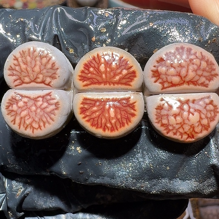 生石花111222。  312