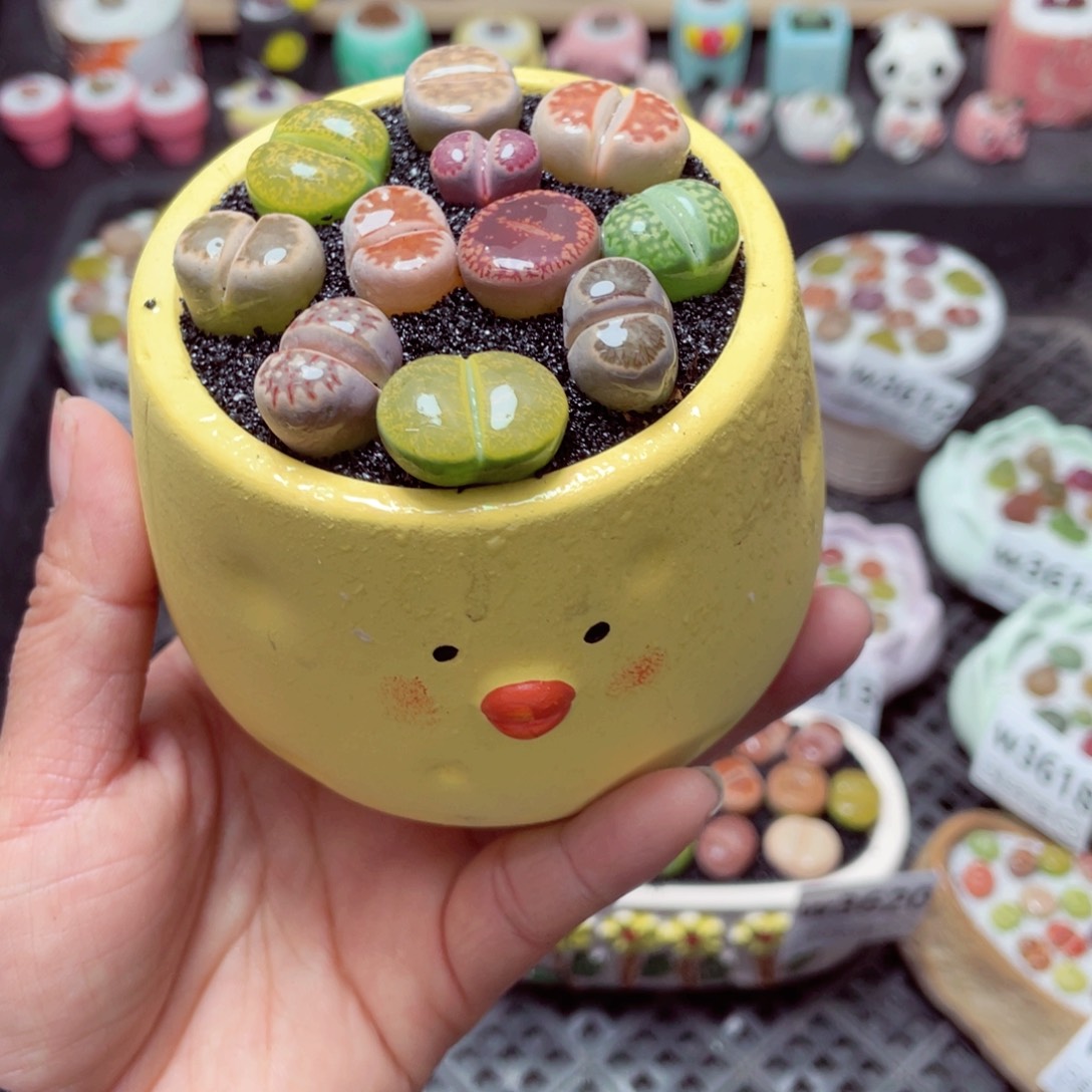 w3624 带盆土发货-零下地区拍保温箱