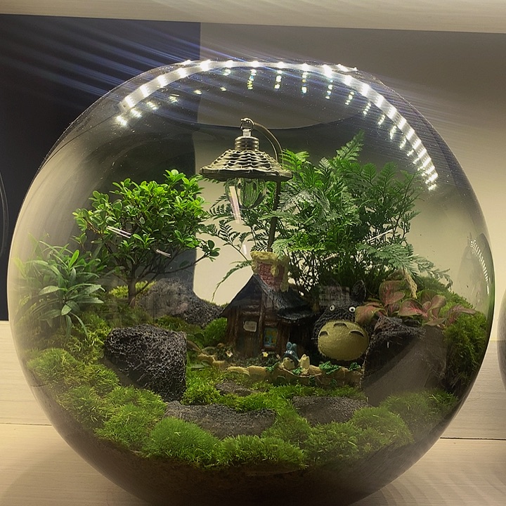 无花朵夏播福利季