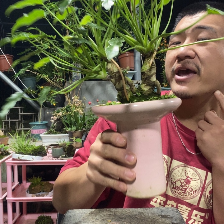 顾***h以实际为准盆景盆栽绿植44