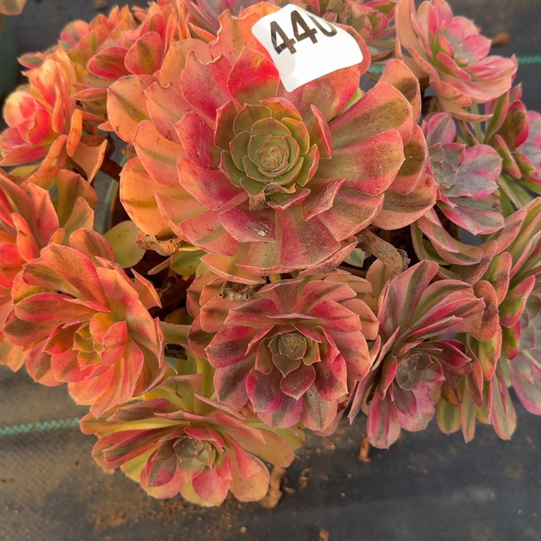 老庄雨河多肉植物440