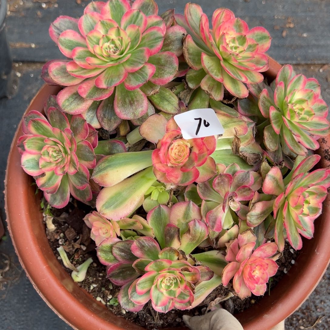 70海神母本多肉嘻嘻嘻