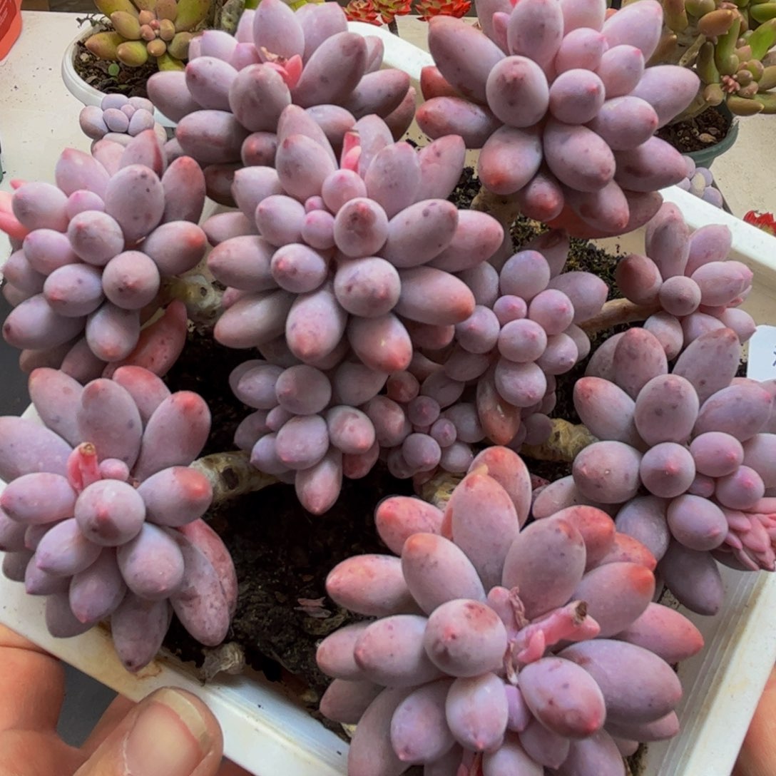 923/10cm手指奶多肉